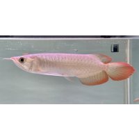 紅龍　EXTREME RED★★★★【5】