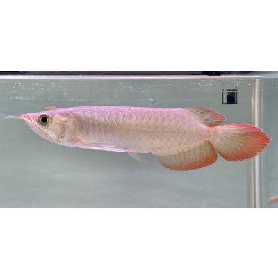 画像1: 紅龍　EXTREME RED★★★★【5】