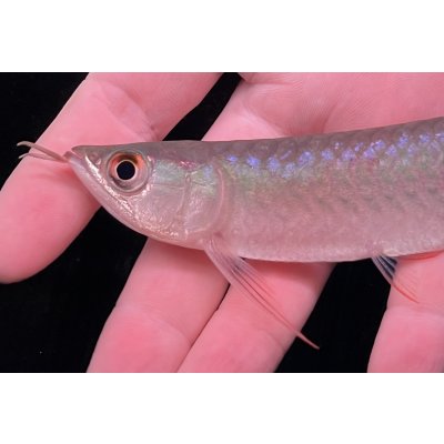 画像4: 紅龍　BLOOD RED【3】