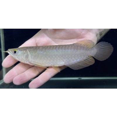 画像2: 紅尾金龍　PT.KRESNAPUSAKA TIRTALESTARI (15cm±）【5】