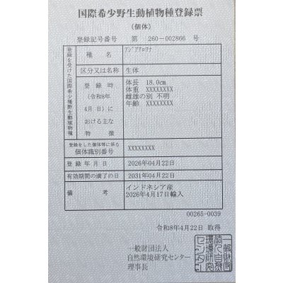 画像6: 紅龍　EXTREME RED★★★★【3】