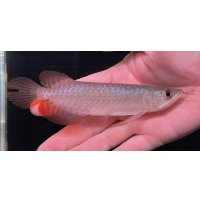 紅龍　BLOOD RED【3】