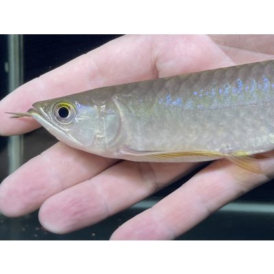 画像4: 紅尾金龍　PT.KRESNAPUSAKA TIRTALESTARI (15cm±）【5】