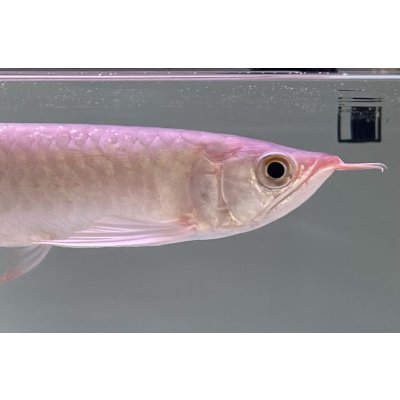 画像3: 紅龍　EXTREME RED★★★★【5】