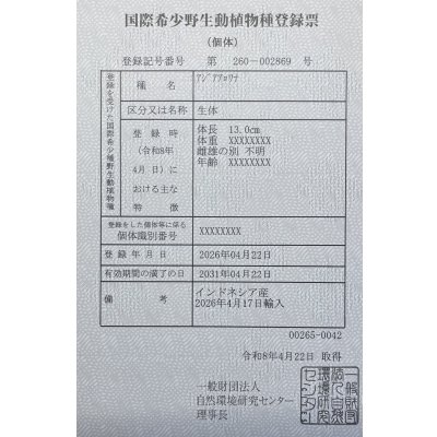 画像6: 紅龍　EXTREME RED キングショートボディスタイル【２】