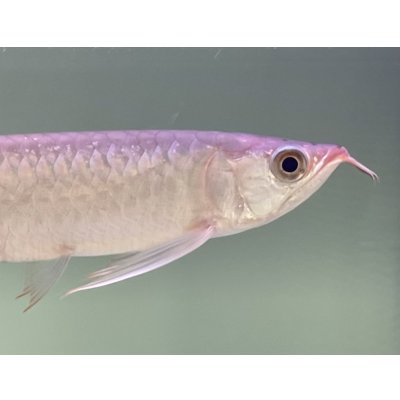 画像4: 紅龍　EXTREME RED★★★★【3】