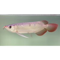 紅龍　EXTREME RED★★★★【3】