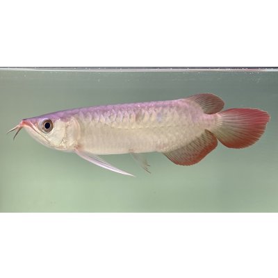 画像1: 紅龍　EXTREME RED★★★★【3】