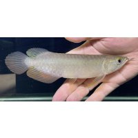 紅尾金龍　PT.KRESNAPUSAKA TIRTALESTARI (15cm±）【5】