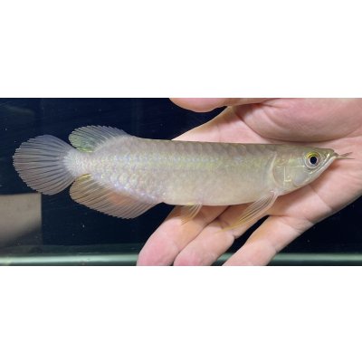 画像1: 紅尾金龍　PT.KRESNAPUSAKA TIRTALESTARI (15cm±）【5】