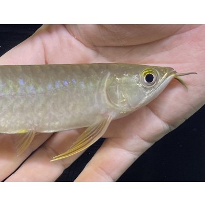 画像3: 紅尾金龍　PT.KRESNAPUSAKA TIRTALESTARI (15cm±）【1】