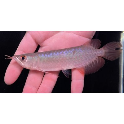 画像2: 紅龍　BLOOD RED【3】