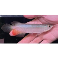 紅龍　BLOOD RED【2】