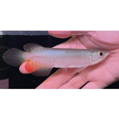 画像1: 紅龍　BLOOD RED【2】