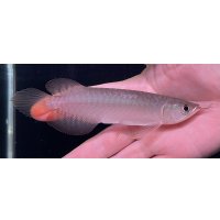 紅龍　BLOOD RED【1】