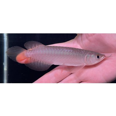 画像1: 紅龍　BLOOD RED【1】