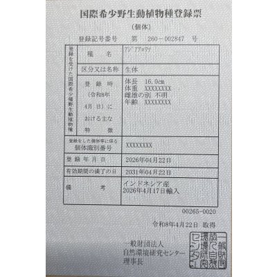 画像6: 紅尾金龍　PT.KRESNAPUSAKA TIRTALESTARI (15cm±）【3】