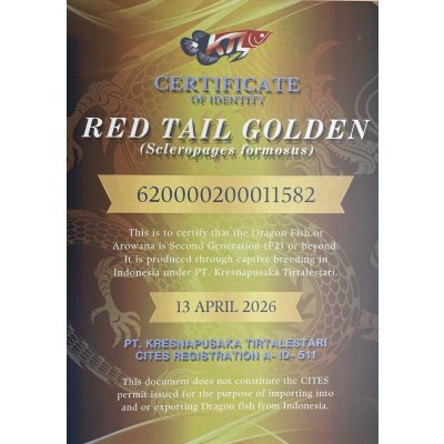 画像5: 紅尾金龍　PT.KRESNAPUSAKA TIRTALESTARI (15cm±）【2】