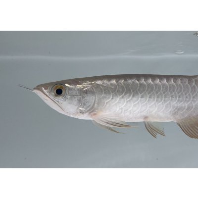画像3: 過背金龍　FOREVER ArowanaAquaculture(1)