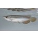 画像1: 過背金龍　FOREVER ArowanaAquaculture(1) (1)