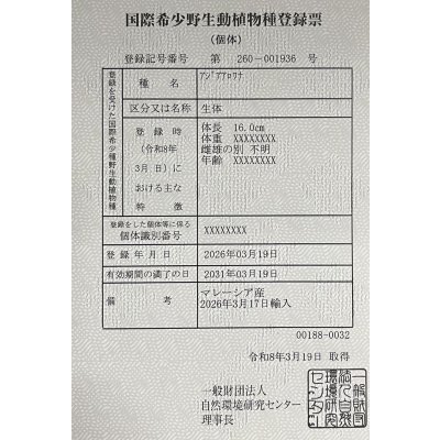 画像6: 過背金龍　FOREVER ArowanaAquaculture(1)