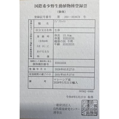 画像6: 過背金龍　FOREVER ArowanaAquaculture(5)