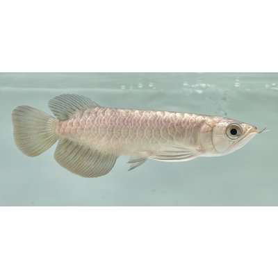 画像2: 過背金龍　FOREVER ArowanaAquaculture(2)