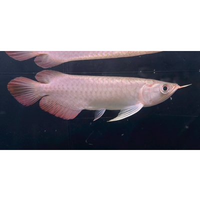 画像2: 紅龍　チリレッド　FOREVER ArowanaAquaculture（5）