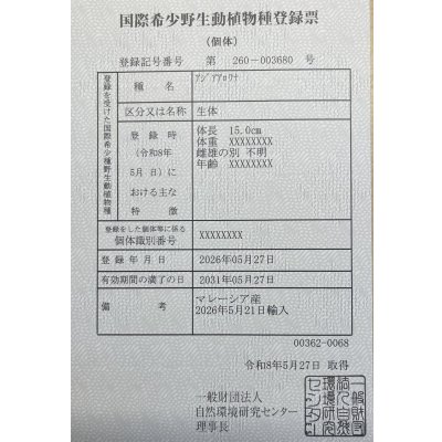 画像6: 過背金龍　FOREVER ArowanaAquaculture(7)