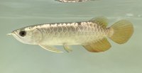 過背金龍　FOREVER ArowanaAquaculture(1)