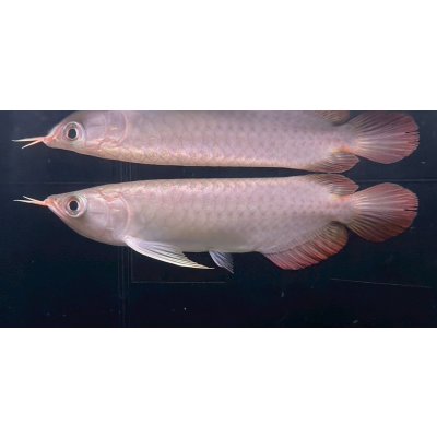 画像1: 紅龍　チリレッド　FOREVER ArowanaAquaculture（5）
