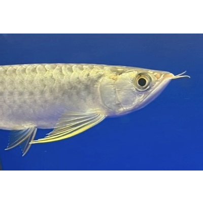画像4: 過背金龍ブキメラブルーベース　FOREVER ArowanaAquaculture（5）