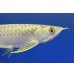 画像4: 過背金龍ブキメラブルーベース　FOREVER ArowanaAquaculture（5） (4)