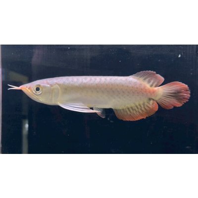画像1: 紅龍　チリレッド　FOREVER ArowanaAquaculture（2）