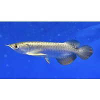 過背金龍ブキメラブルーベース　FOREVER ArowanaAquaculture（6）