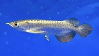 過背金龍ブキメラブルーベース　FOREVER ArowanaAquaculture（6）