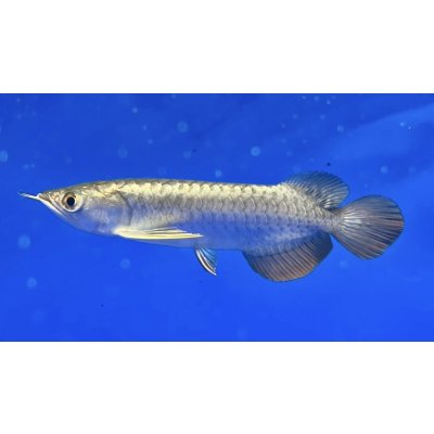 画像1: 過背金龍ブキメラブルーベース　FOREVER ArowanaAquaculture（6）