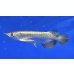 画像1: 過背金龍ブキメラブルーベース　FOREVER ArowanaAquaculture（6） (1)