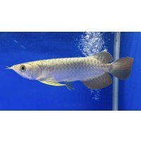 過背金龍ブキメラブルーベース　FOREVER ArowanaAquaculture（5）