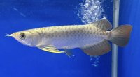 過背金龍ブキメラブルーベース　FOREVER ArowanaAquaculture（5）