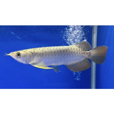 画像1: 過背金龍ブキメラブルーベース　FOREVER ArowanaAquaculture（5）