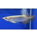 画像1: 過背金龍ブキメラブルーベース　FOREVER ArowanaAquaculture（5） (1)