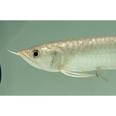画像3: 過背金龍　FOREVER ArowanaAquaculture(7)