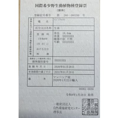 画像6: 過背金龍ブキメラブルーベース　FOREVER ArowanaAquaculture（2）