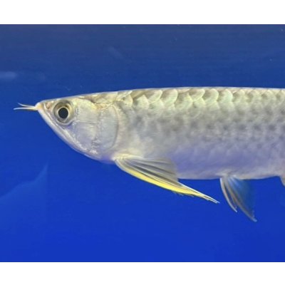 画像3: 過背金龍ブキメラブルーベース　FOREVER ArowanaAquaculture（5）
