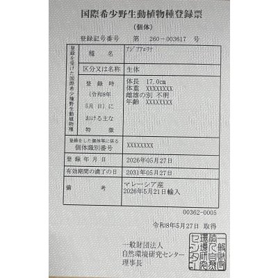 画像6: 紅龍　チリレッド　FOREVER ArowanaAquaculture（2）