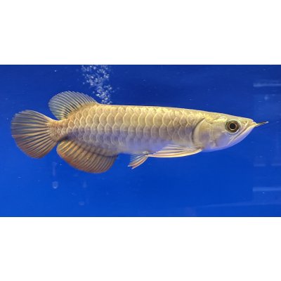 画像2: 過背金龍ブキメラブルーベース　FOREVER ArowanaAquaculture（2）