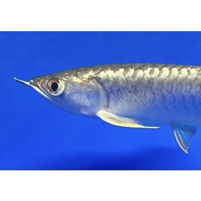 画像3: 過背金龍ブキメラブルーベース　FOREVER ArowanaAquaculture（6）