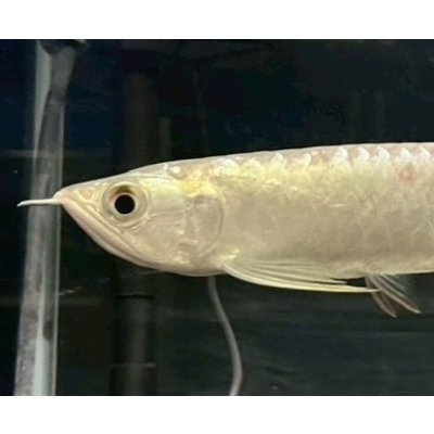 画像3: 過背金龍　FOREVER ArowanaAquaculture(5)