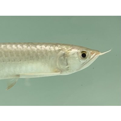 画像4: 過背金龍　FOREVER ArowanaAquaculture(7)